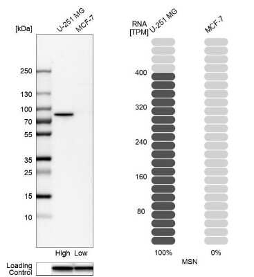 Western Blot: Moesin Antibody [NBP1-90373]