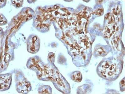 Immunohistochemistry-Paraffin: Moesin Antibody (rMSN/492) [NBP3-07218]