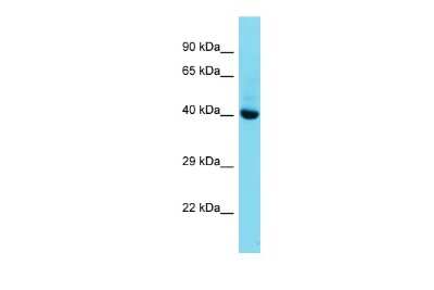 Western Blot: Mohawk homeobox Antibody [NBP3-10446]
