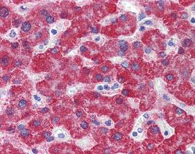 Immunohistochemistry-Paraffin: Monoamine Oxidase B Antibody [NBP1-59569]