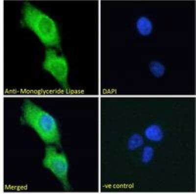 Immunocytochemistry/ Immunofluorescence: Monoglyceride Lipase Antibody [NB100-96920]
