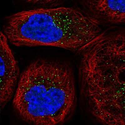 Immunocytochemistry/ Immunofluorescence: Morg1 Antibody [NBP1-92132]