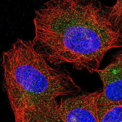 Immunocytochemistry/ Immunofluorescence: Morg1 Antibody [NBP1-92133]