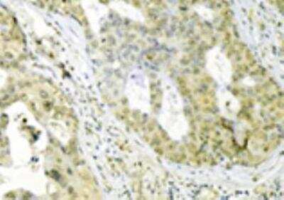Immunohistochemistry: GRP75/HSPA9B/Mortalin Antibody (30A5) [NBP1-97448]