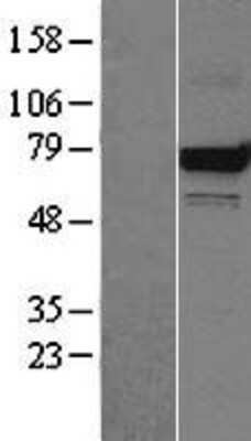 Western Blot: GRP75/HSPA9B/Mortalin Overexpression Lysate [NBL1-11756]