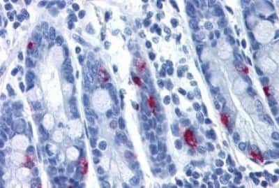Immunohistochemistry-Paraffin: Motilin R/GPR38 Antibody [NBP3-14408]