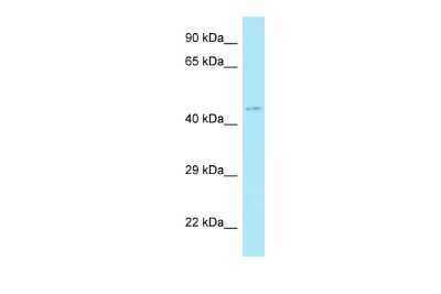 Western Blot: Motilin R/GPR38 Antibody [NBP3-09454]