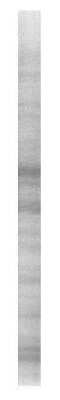 SDS-PAGE: Mouse Brain Whole Tissue Lysate (Adult Whole Normal) [NB820-59657]