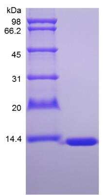 SDS-PAGE: Recombinant Mouse FABP1/L-FABP Protein [NBP2-35180]