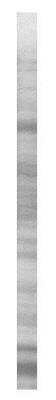SDS-PAGE: Mouse Heart Whole Tissue Lysate (Adult Whole Normal) [NB820-59660]