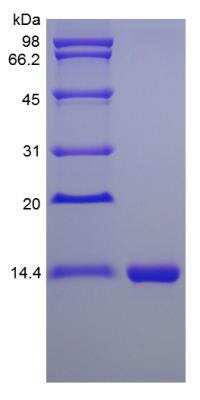 SDS-PAGE: Recombinant Mouse IL-16 Protein [NBP2-35104]