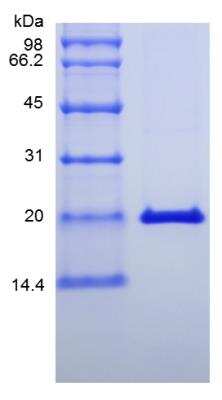 SDS-PAGE: Recombinant Mouse IL-28A/IFN-lambda 2 Protein [NBP2-35074]
