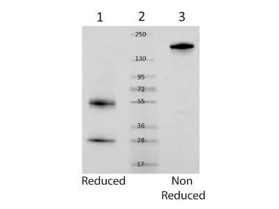 SDS-PAGE: Mouse IgG Isotype Control [NBP1-97019]