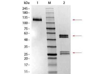 SDS-PAGE: Mouse IgG1 Isotype Control (MG1) [NBP1-97005]