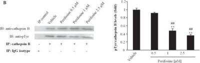 Immunoprecipitation: Mouse IgG2a Isotype Control (M2A) [NBP1-96778]