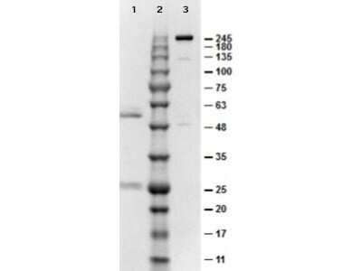 SDS-PAGE: Mouse IgG2b Isotype Control (M2B) [NBP1-96969]