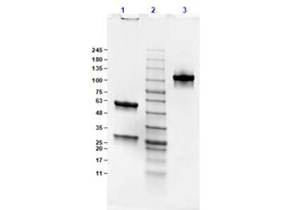 SDS-PAGE: Mouse IgG2b Lambda Isotype Control (M2BL) [NBP1-96979]