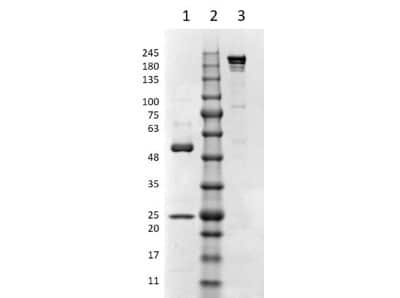 SDS-PAGE: Mouse IgG3 Kappa Light Chain Isotype Control (MG3K) [NBP1-96978]