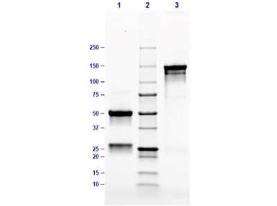 SDS-PAGE: Mouse IgG3 Lambda Isotype Control (MG3L) [NBP1-96977]