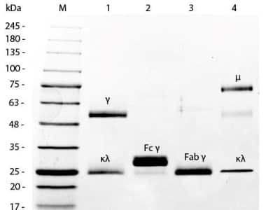 SDS-PAGE: Mouse IgM Isotype Control [NBP1-97007]