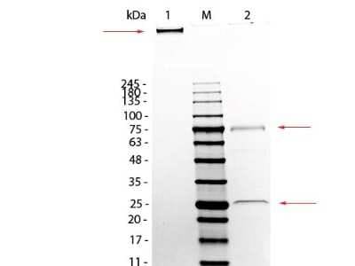SDS-PAGE: Mouse IgM Isotype Control [NBP1-97007]