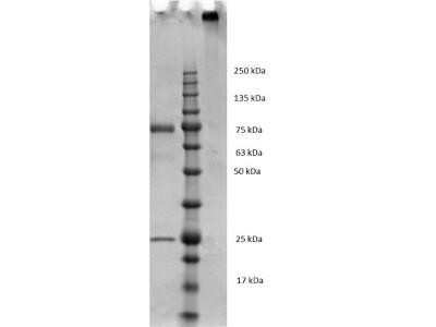 SDS-PAGE: Mouse IgM Lambda Isotype Control (MML) [NBP1-96976]