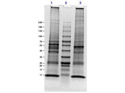 SDS-PAGE: Mouse Lung Whole Tissue Lysate (Adult Whole Normal) [NBP3-05286]