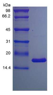 SDS-PAGE: Recombinant Mouse TNF-alpha Protein [NBP2-35185]