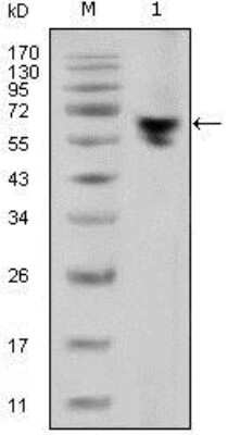 Western Blot: Mouse anti-Human IgG Fc Secondary Antibody (2E4) (BSA Free) [NBP1-51567]