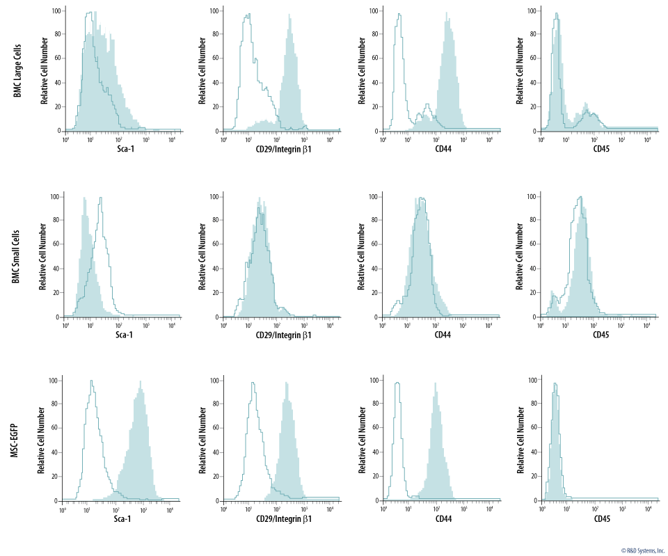 Comparing and Characterizing the Phenotype of Bone Marrow Cells to Mesenchymal Stromal Cells Derived from Transgenic Mice Expressing GFP.