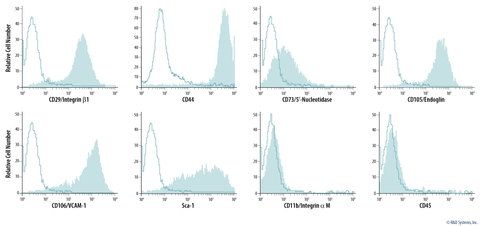 Verification of Mouse Mesenchymal Stem/Stromal Cell Identity by Analysis of MSC Marker Expression.