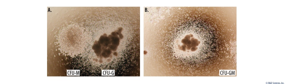 Mouse Hematopoietic Colony Formation Using the Methylcellulose-based Colony Forming Cell Assay.  