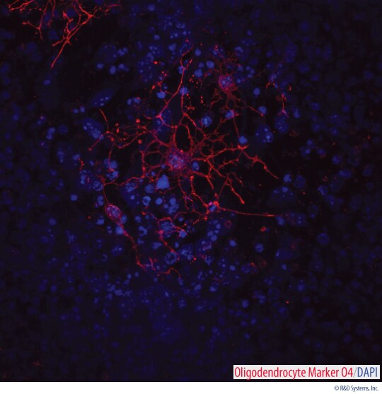 Mouse Oligodendrocytes Generated Using the Mouse Oligodendrocyte Differentiation Kit. 