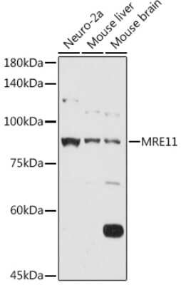 Western Blot: Mre11 AntibodyAzide and BSA Free [NBP2-95103]