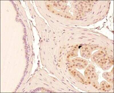 Immunohistochemistry-Paraffin: Mre11 Antibody (15B8.1E7.6) - Azide and BSA Free [NBP2-80856]