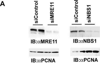 Knockdown Validated: Mre11 Antibody [NB100-142]
