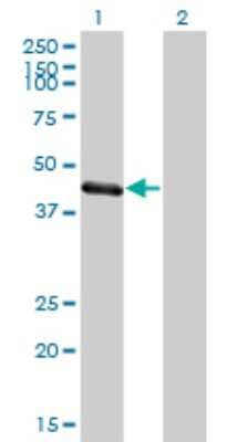 Western Blot: MuRF1/TRIM63 Antibody (6G6) [H00084676-M01]