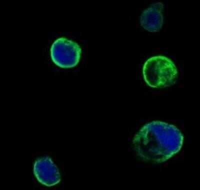 Immunocytochemistry/ Immunofluorescence: MuSK Antibody (10A4) - BSA Free [NBP1-47441]