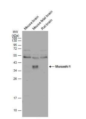 Western Blot: Musashi-1 Antibody [NBP1-32812]
