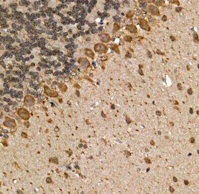 Immunohistochemistry-Paraffin: Muscarinic Acetylcholine Receptor M1/CHRM1 Antibody - Azide and BSA Free [NBP2-94511]