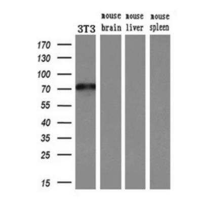 Western Blot: MxA/Mx1 Antibody (OTI2G12) [NBP1-47859]