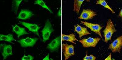Immunocytochemistry/ Immunofluorescence: MxA/Mx1 Antibody [NBP1-32905]