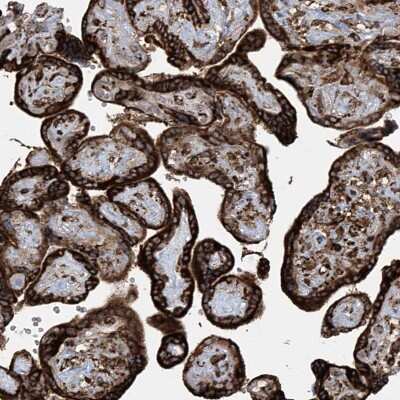 Immunohistochemistry-Paraffin: MxA/Mx1 Antibody [NBP1-83120]