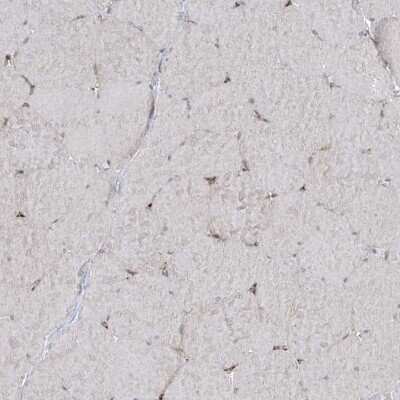 Immunohistochemistry-Paraffin: MxA/Mx1 Antibody [NBP1-83120]