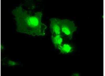 Immunocytochemistry/ Immunofluorescence: MxA/Mx1 Antibody (OTI2G12) - Azide and BSA Free [NBP2-72838]