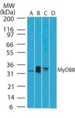 Western Blot: MyD88 Antibody (4D6)Azide and BSA Free [NBP2-80862]