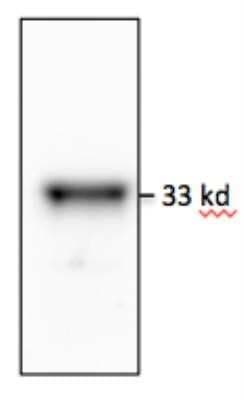 Western Blot: MyD88 Antibody (4D6)Azide and BSA Free [NBP2-80862]