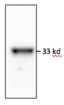 Western Blot: MyD88 Antibody (4D6)BSA Free [NBP2-27369]
