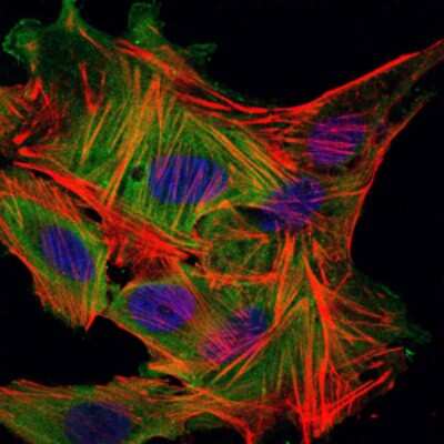 Immunocytochemistry/ Immunofluorescence: MBP Antibody (2H9) - BSA Free [NBP2-22121]