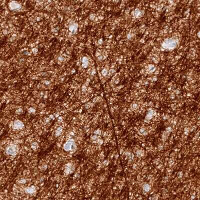 Immunohistochemistry-Paraffin: Myelin PLP Antibody (CL10622) [NBP3-07989]
